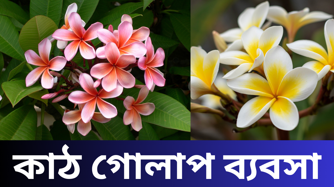কাঠ গোলাপ গাছ